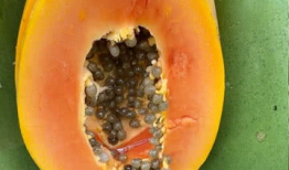 木瓜视频,短视频时代的潮流引领者